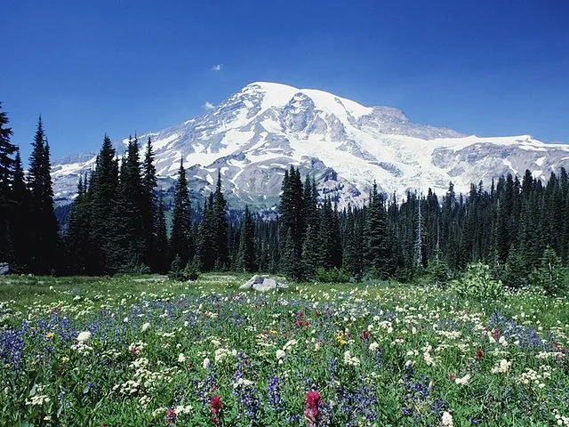 Eine Wildblumenwiese mit dem Mount Rainier im Hintergrund unter blauem Himmel.