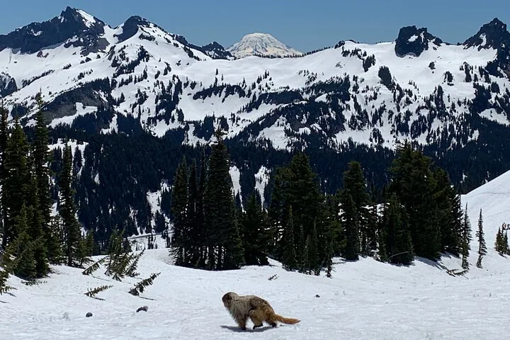 Una marmota caminando sobre la nieve con montañas nevadas y el Monte Rainier al fondo.