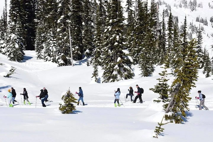 Eine Reihe von Wanderern auf Schneeschuhen in einer verschneiten Waldlandschaft an einem sonnigen Tag.