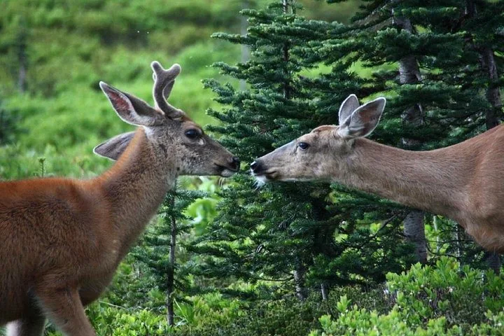 Dos ciervos tocándose las narices en un frondoso bosque verde en el Monte Rainier.